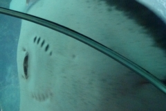 P1010590