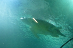 P1010592
